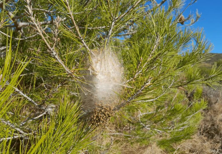 Niu de processionària: bossa blanca de seda a la punta d’una branca de pi
