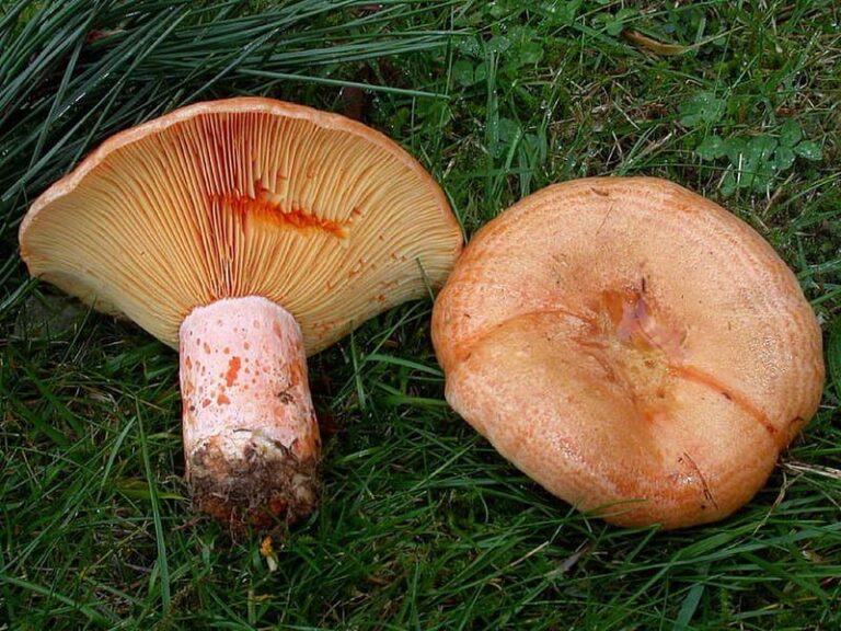 Rovellons d'obaga amb el barret taronja