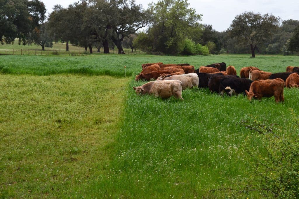 vaques pasturant