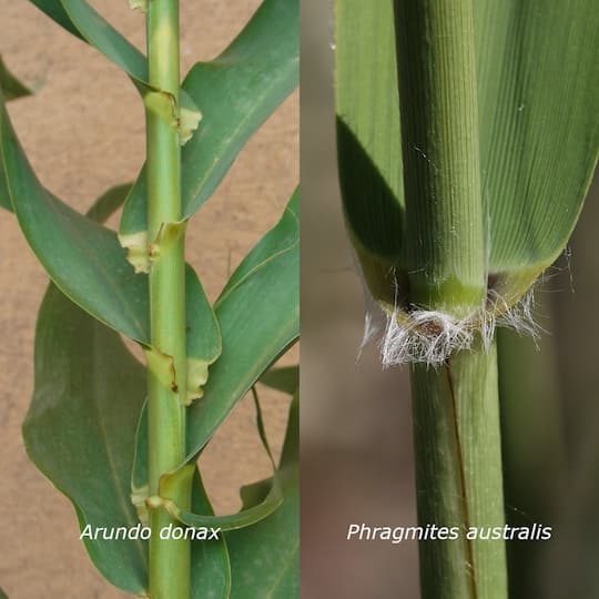 canyis-phragmites-australis-arundo-donax-diferencia