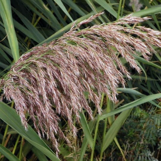 canyis-phragmites-australis-panicula