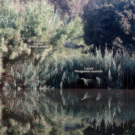canyis-phragmites-australis-riu-calders-7