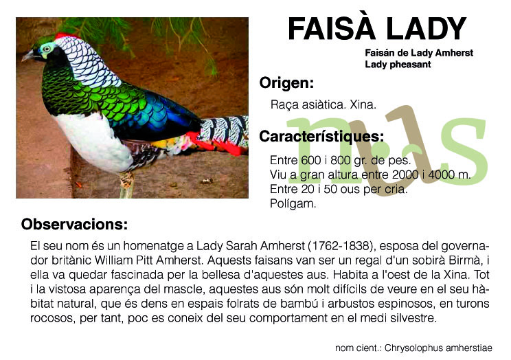 faisan lady