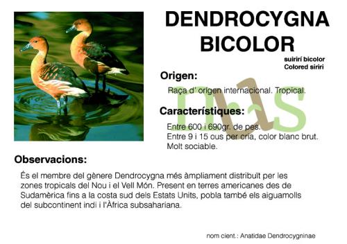 Dendrocygna bicolor